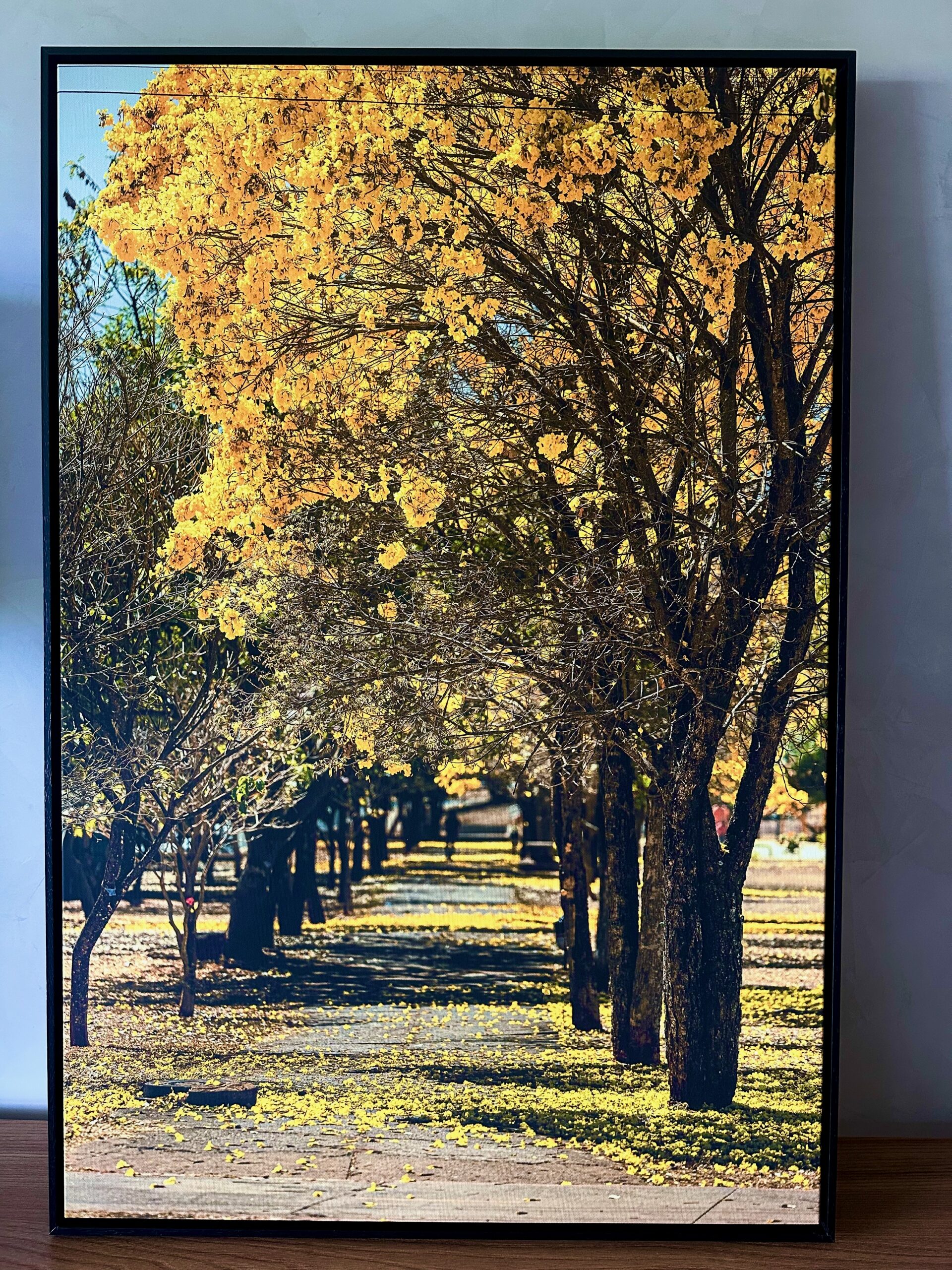 Quadro Fine Art com fotografia de ip&ecirc;s amarelos em alameda de Bras&iacute;lia, por Fred Danin.